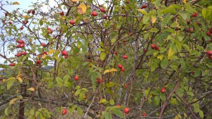 WP_20151005_09_45_55_Pro