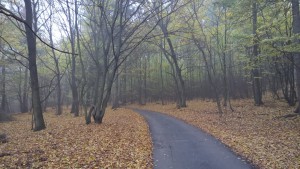 WP_20151024_09_14_30_Pro