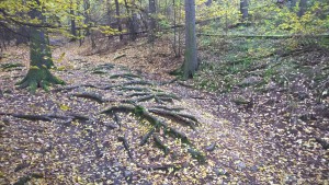 WP_20151025_09_03_42_Pro