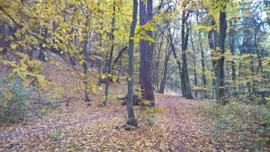 WP_20151028_08_49_47_Pro