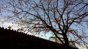 WP_20151114_09_34_32_Pro