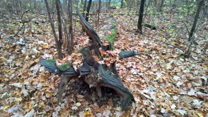 WP_20151115_09_27_09_Pro