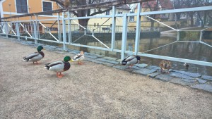 WP_20151126_08_24_58_Pro