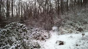 WP_20160116_09_28_54_Pro