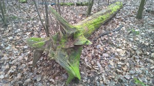 WP_20160325_08_57_15_Pro_LI