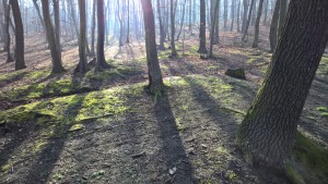 WP_20160402_09_24_59_Pro