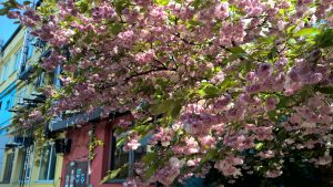 WP_20160510_16_41_05_Pro