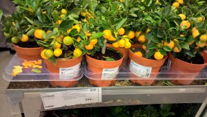 WP_20160513_14_51_24_Pro