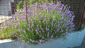 WP_20160702_08_45_21_Pro