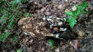 WP_20160731_13_55_56_Pro