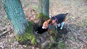 WP_20160814_09_32_32_Pro