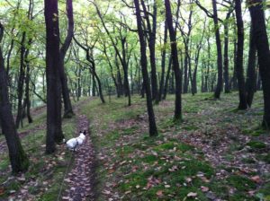 20161015_070509778_ios