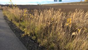 wp_20161103_14_59_46_pro