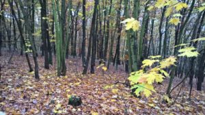 wp_20161106_12_35_40_pro